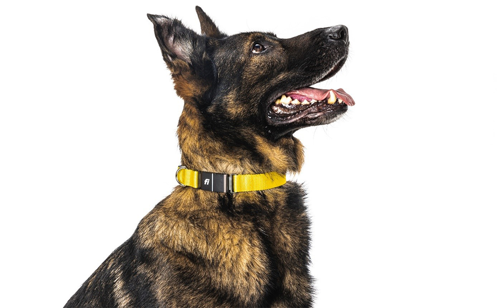 A dog with the Fi Smart Collar