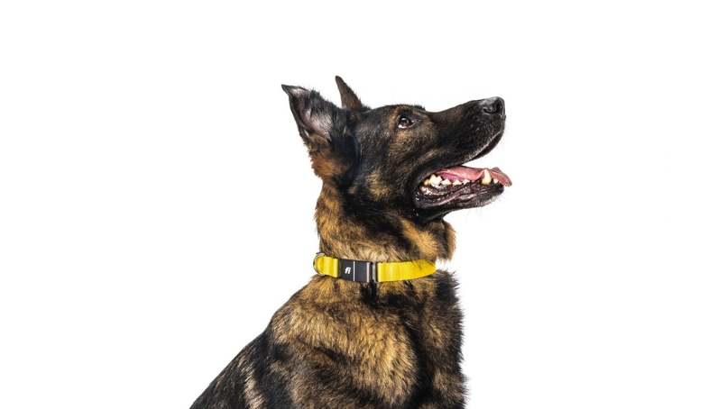 Dog wearing fi smart collar in its neck.